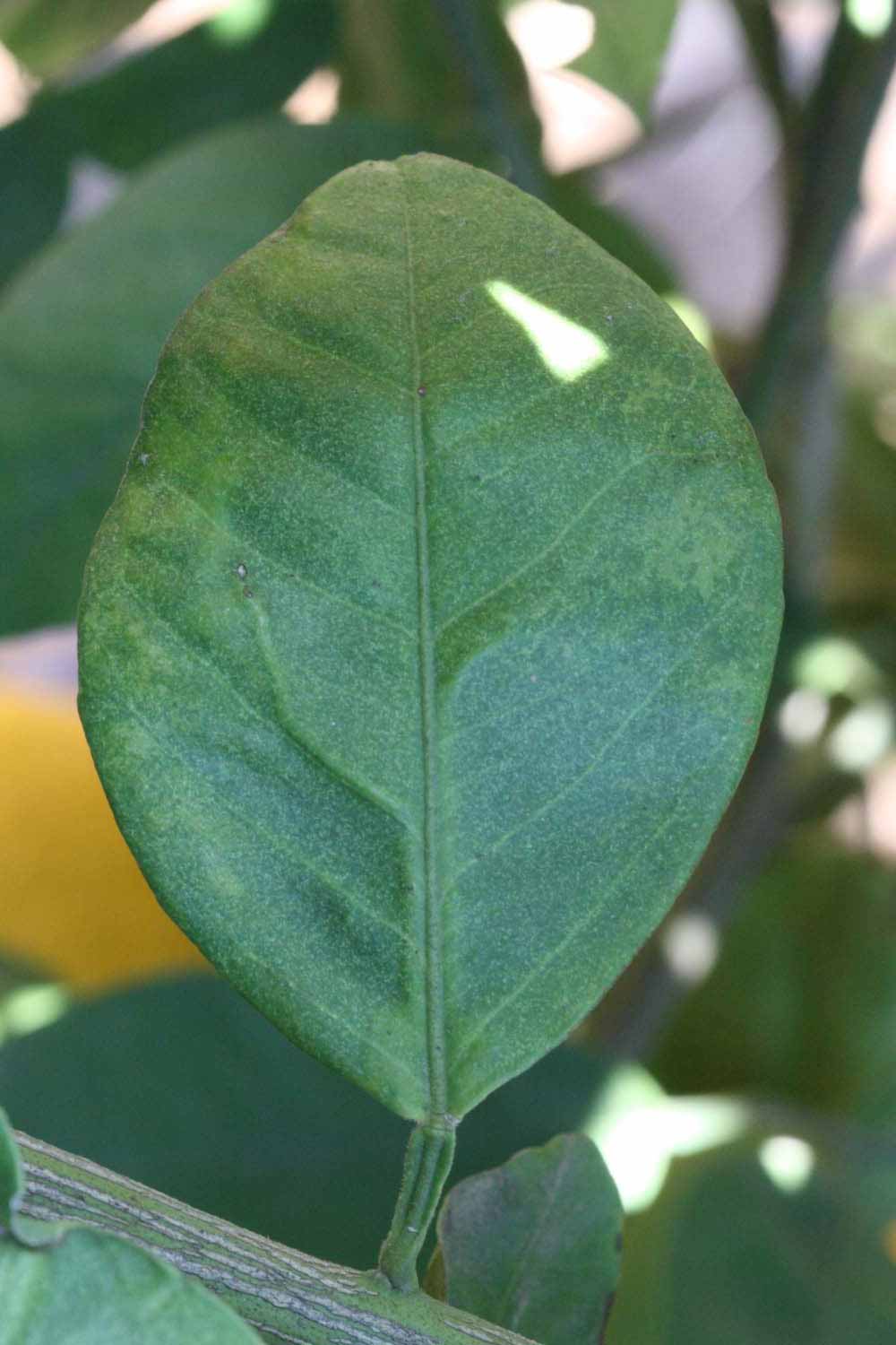              Shade leaves (Riverside, CA)       